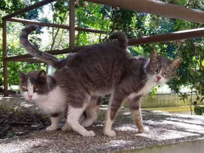 ...mi prendo quotidianamente cura di venti quattrozampe che vivono tra le aiuole e l�orto�
